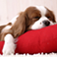 Dog Pictures for Wallpaper